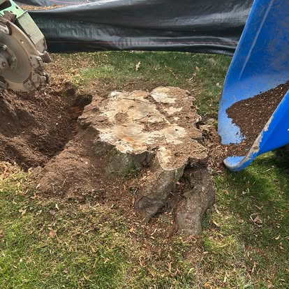 Tree stump being ground down with grindings collected in a wheelbarrow