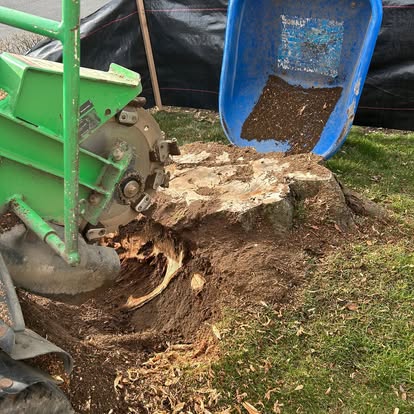 Grinder wheel grinding a tree stump below grade, grindings in a wheelbarrow