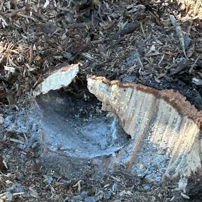 Hollow tree stump ground out and ready for cleanup